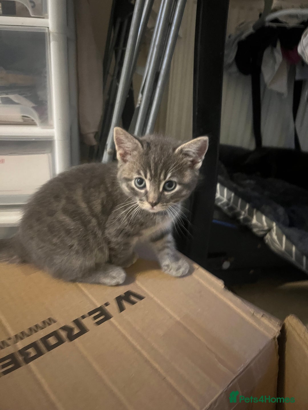 Mixed Breed cats for sale: Beautiful 1/2 Russian blue kittens  - Image 4