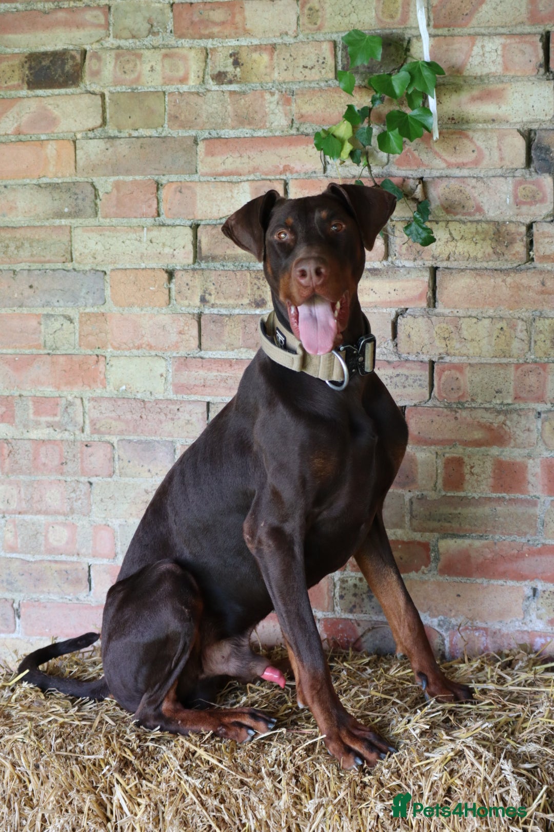 Dobermann dogs for sale: Denzel the male dobe - Advert 5