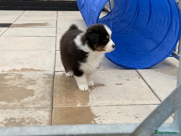 Australian Shepherd dogs - Advert 1