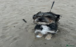 Shorkie dogs for sale: Looking to rehome our teddy - Image 1