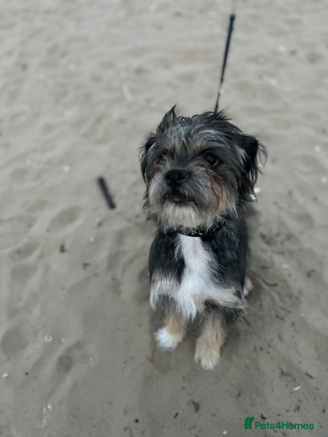 Shorkie dogs for sale: Looking to rehome our teddy - Image 1