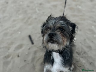 Shorkie dogs for sale - Advert 1