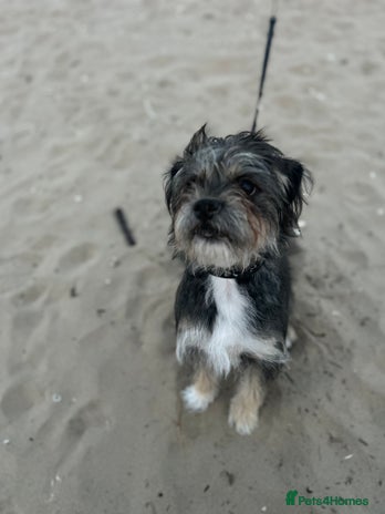 Shorkie dogs - Advert 5