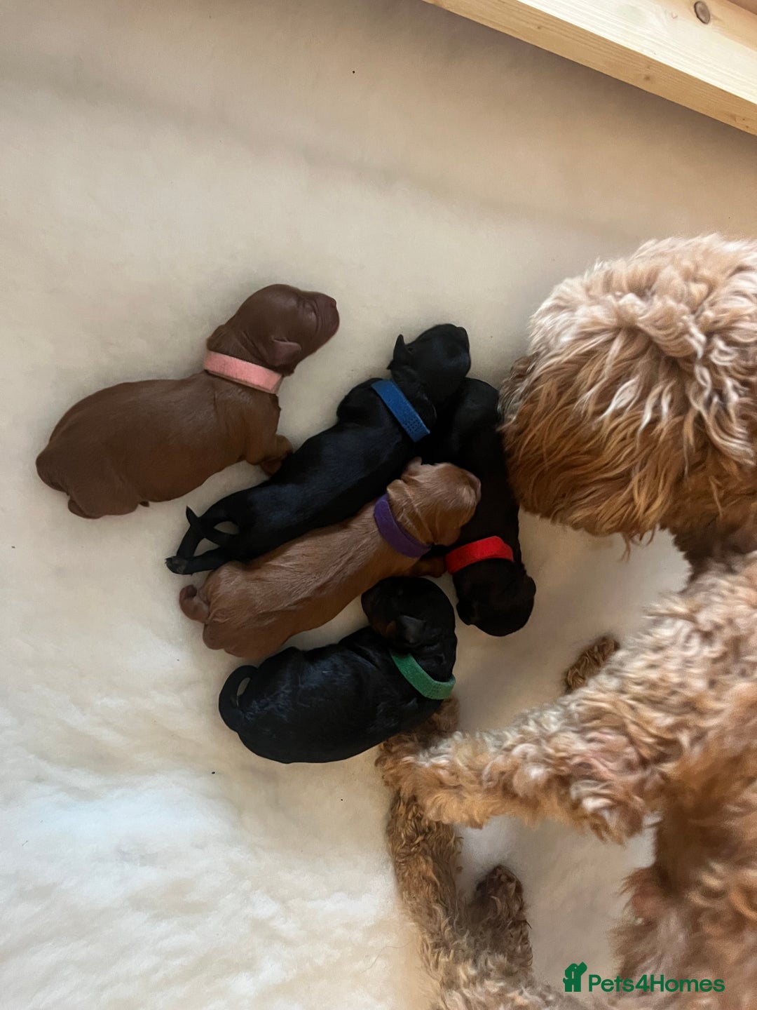 Cavapoo dogs for sale: Cute cavas for best homes only!  - Image 1
