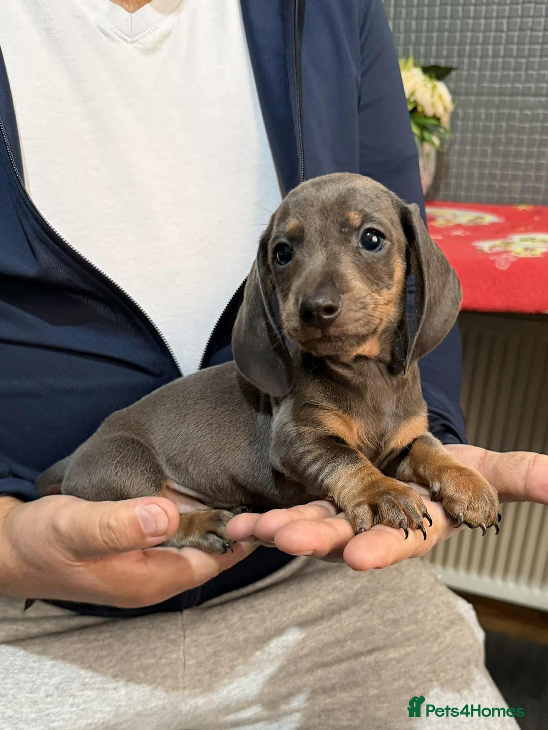 Dachshund dogs for sale: Miniature Dachshund Puppies - Advert 4