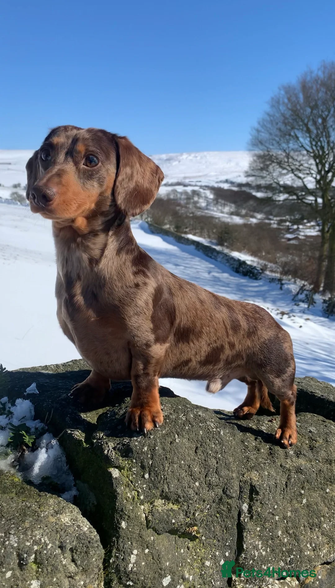 Miniature Dachshund dogs for stud: Extensively Health Tested KC REG Mini Dachshund in Littleborough - Advert 5