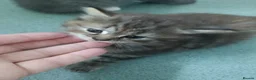 Domestic Shorthair cats for sale: Domestic short hair - Advert 2