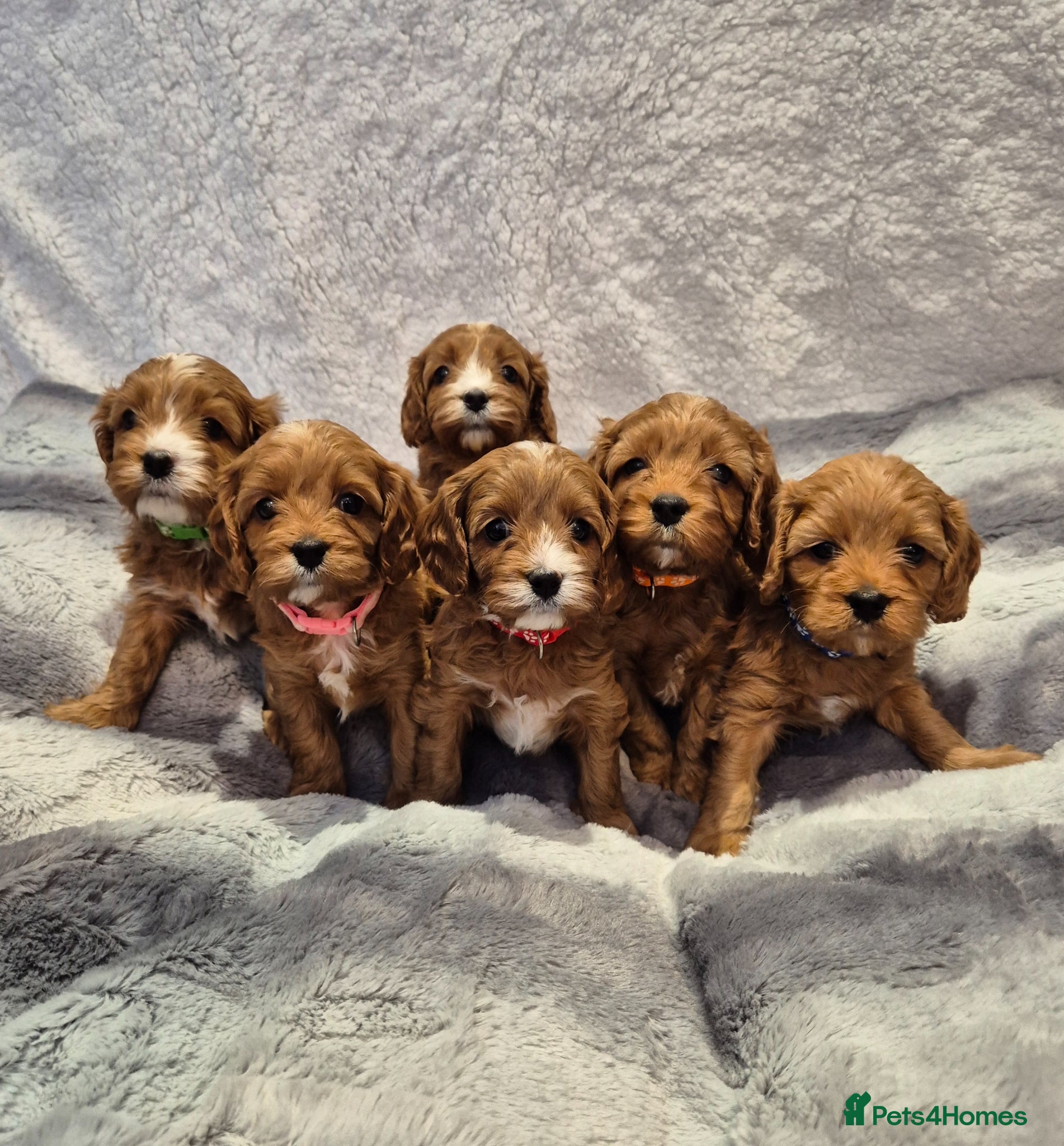 Cavapoo dogs Beautiful F1 Cavapoo puppies - Advert 12