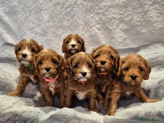 Cavapoo dogs Beautiful F1 Cavapoo puppies - Advert 12