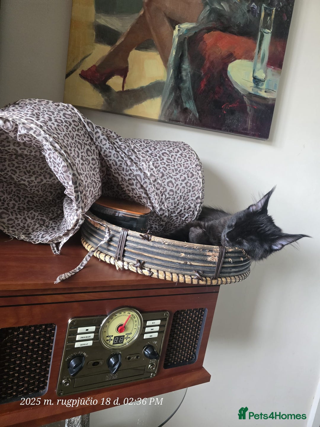 Maine Coon cats for sale: Very good price - Image 6