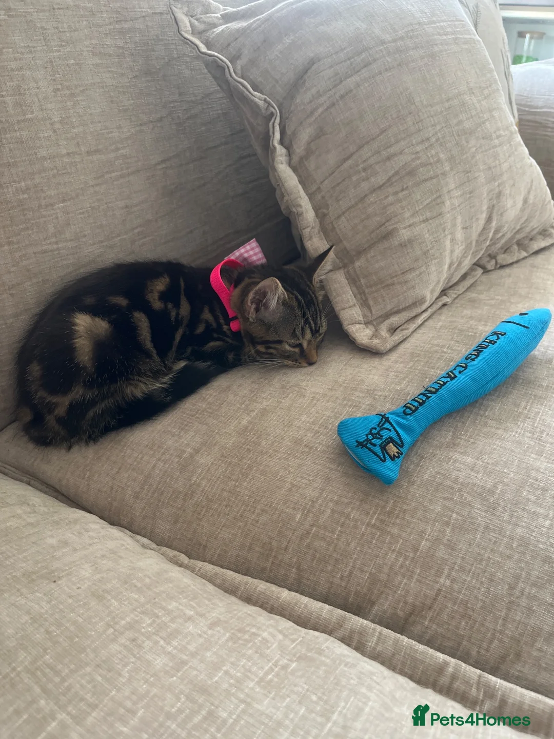Domestic Shorthair cats for sale: Female - luna  - Advert 3