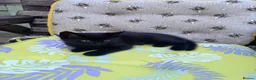Mixed Breed cats for sale: Gorgeous fluffy kittens - Advert 9