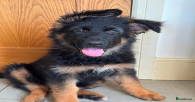 German Shepherd dogs - Advert 10