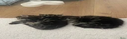 Mixed Breed cats for sale: Beautiful Mixed Breed  - Advert 20