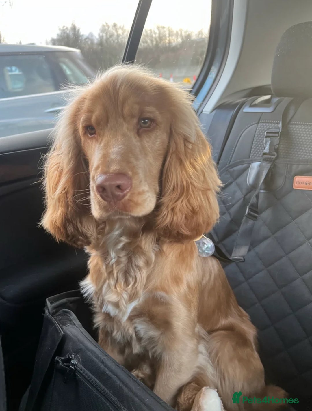 Cocker Spaniel dogs for sale: Kc Registered Show Type Cocker Spaniel puppies - Image 7
