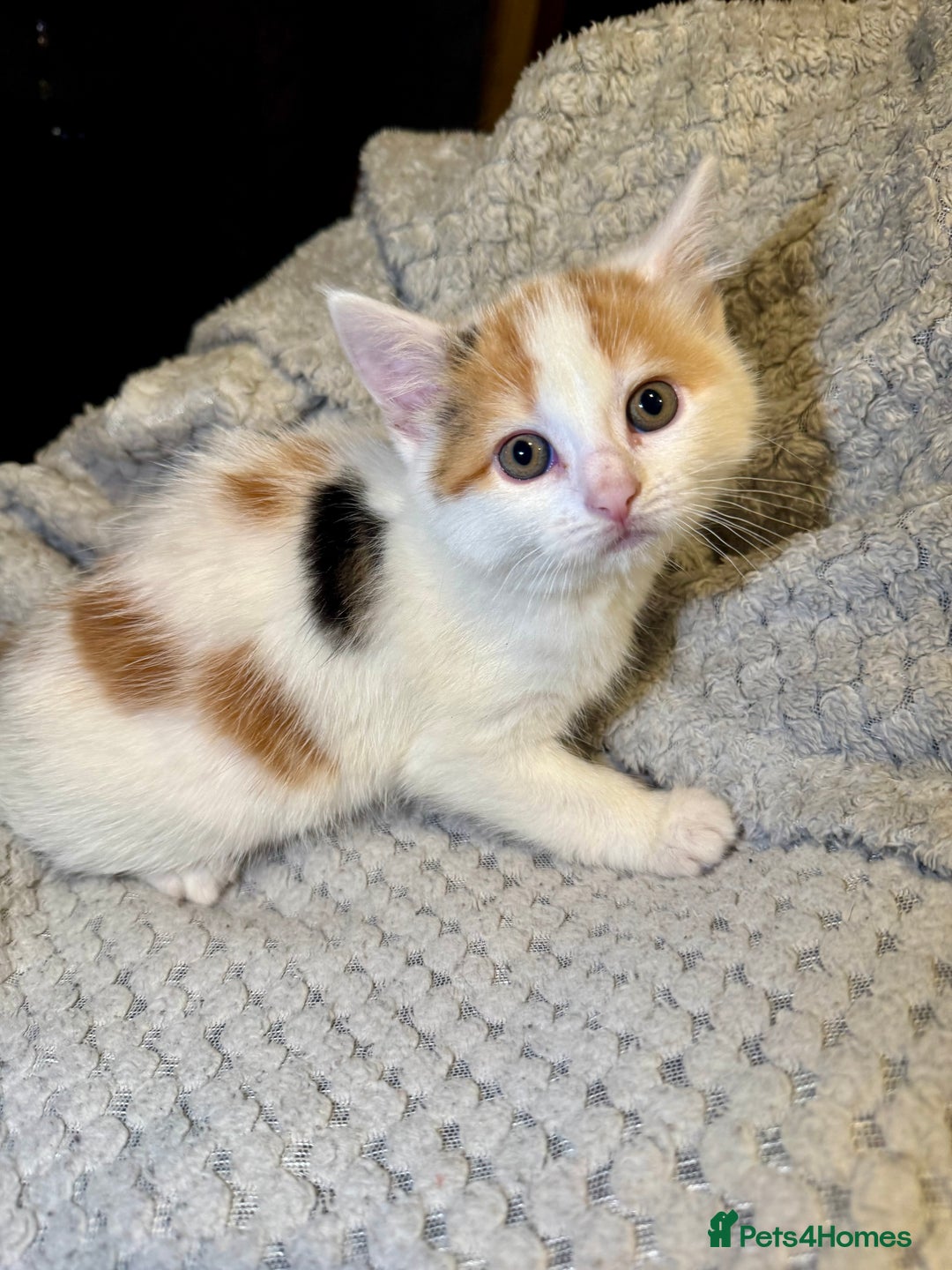 Domestic Shorthair cats for sale: Real life Garfield🤩 - Image 38