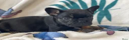 French Bulldog dogs for sale: RKC French bulldog puppies - Advert 4