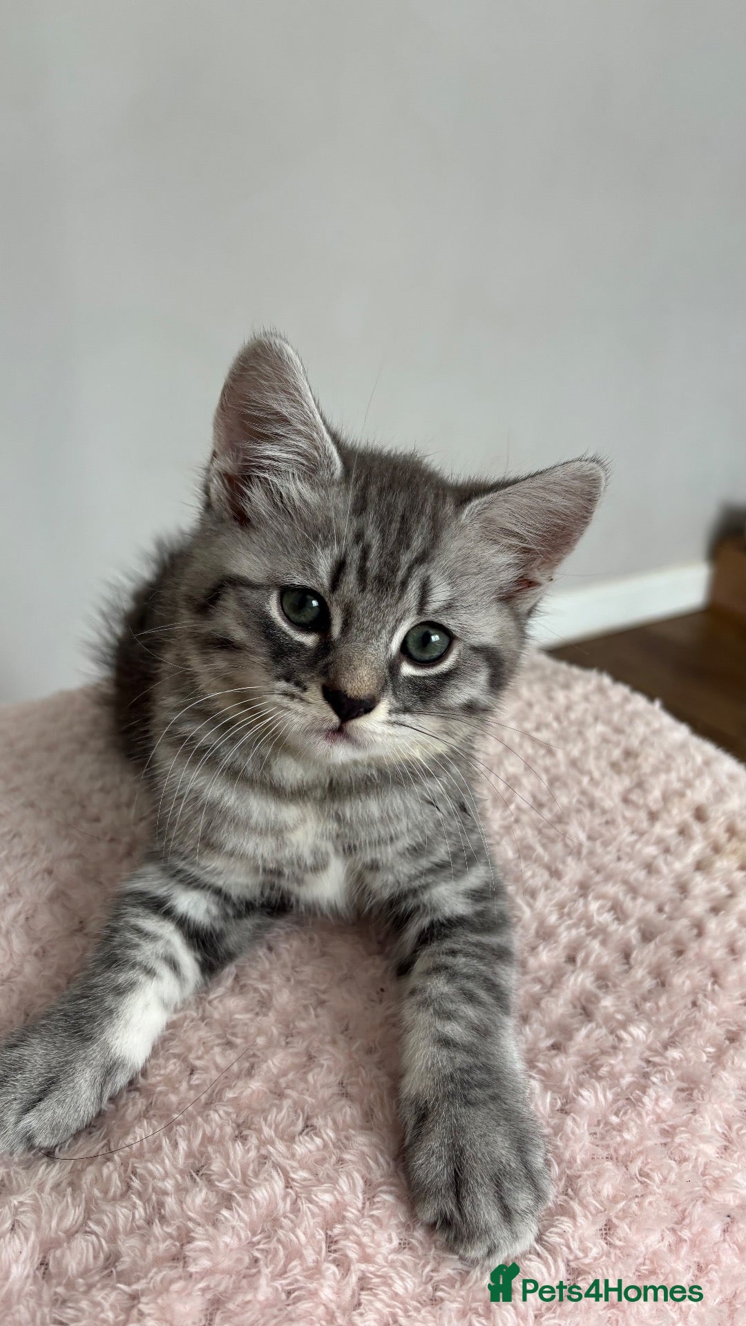 British Shorthair cats Silver tipped BSH *Ready Now!!!* - Advert 18