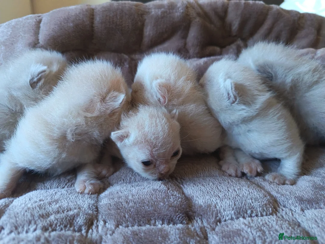 British Shorthair cats for sale: GCCF registered cream and lilac BSH - Advert 2