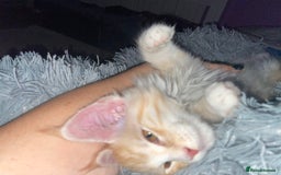 Maine Coon cats for sale: TICA registered Maine coon kittens  - Image 17