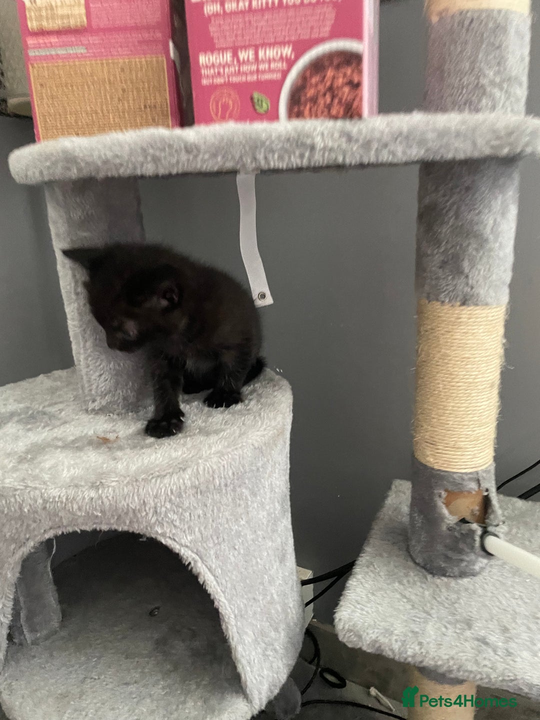 Mixed Breed cats for sale: Super cute fun kittens - Image 7