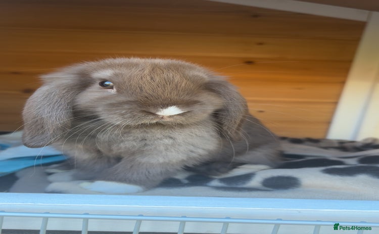 Dwarf Lop rabbits - Advert 1