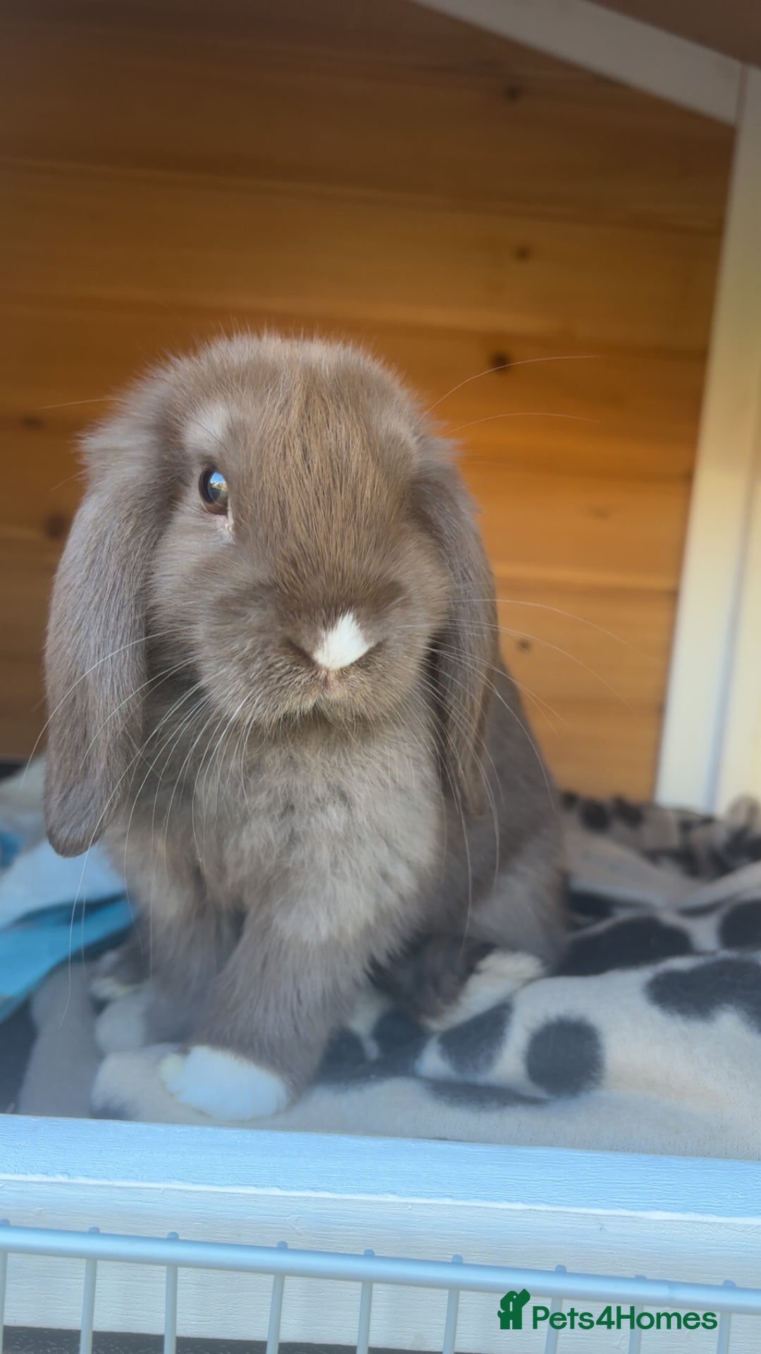 Dwarf Lop rabbits for sale: Beautiful Holland lop bunny - Image 1