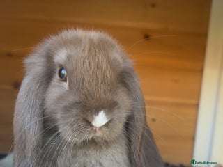 Dwarf Lop rabbits - Advert 1