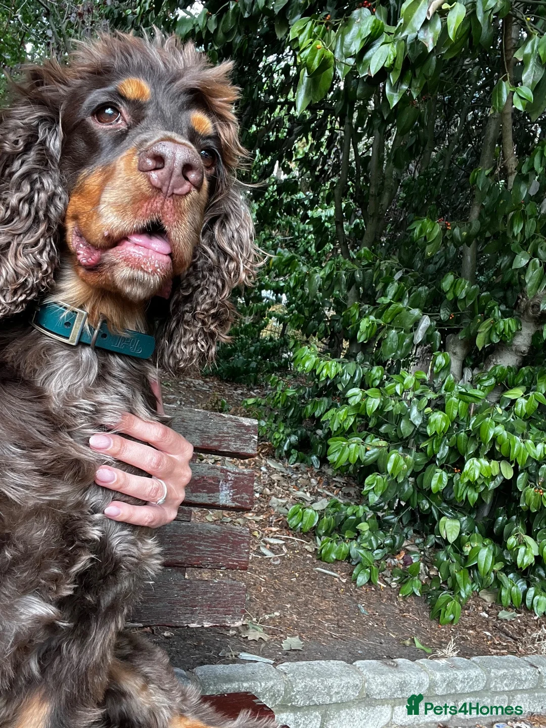 Cocker Spaniel dogs for sale: Cocker Spaniel - to go to a loving home - Advert 9