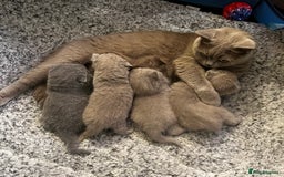 British Shorthair cats for sale: 4 beautiful lilac and blue kittens. - Advert 4