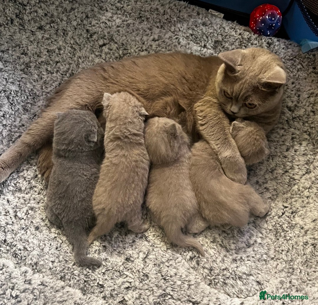 British Shorthair cats for sale: 4 beautiful lilac and blue kittens. - Advert 4