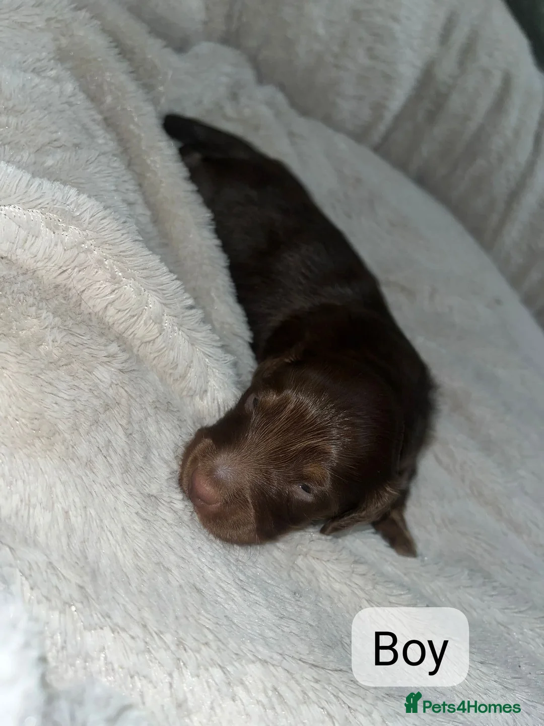 Miniature Dachshund dogs for sale: LONGHAIRED MINIATURE DACHSHUNDS  - Advert 2
