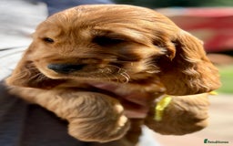 Cocker Spaniel dogs for sale: Exceptional Golden KC Show Cocker Spaniels in Chepstow - Image 16