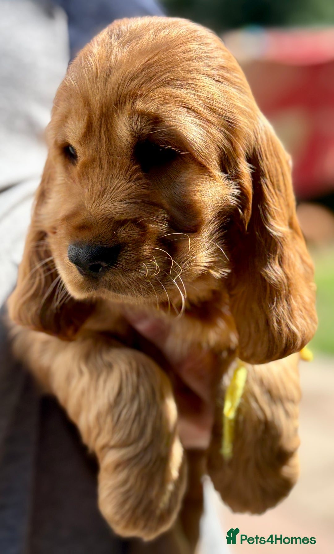 Cocker Spaniel dogs for sale: Exceptional Golden KC Show Cocker Spaniels in Chepstow - Image 16