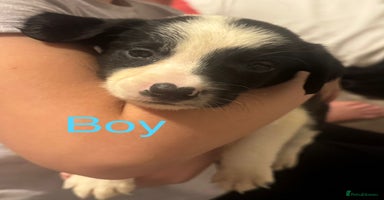 Mixed Breed dogs - Advert 11