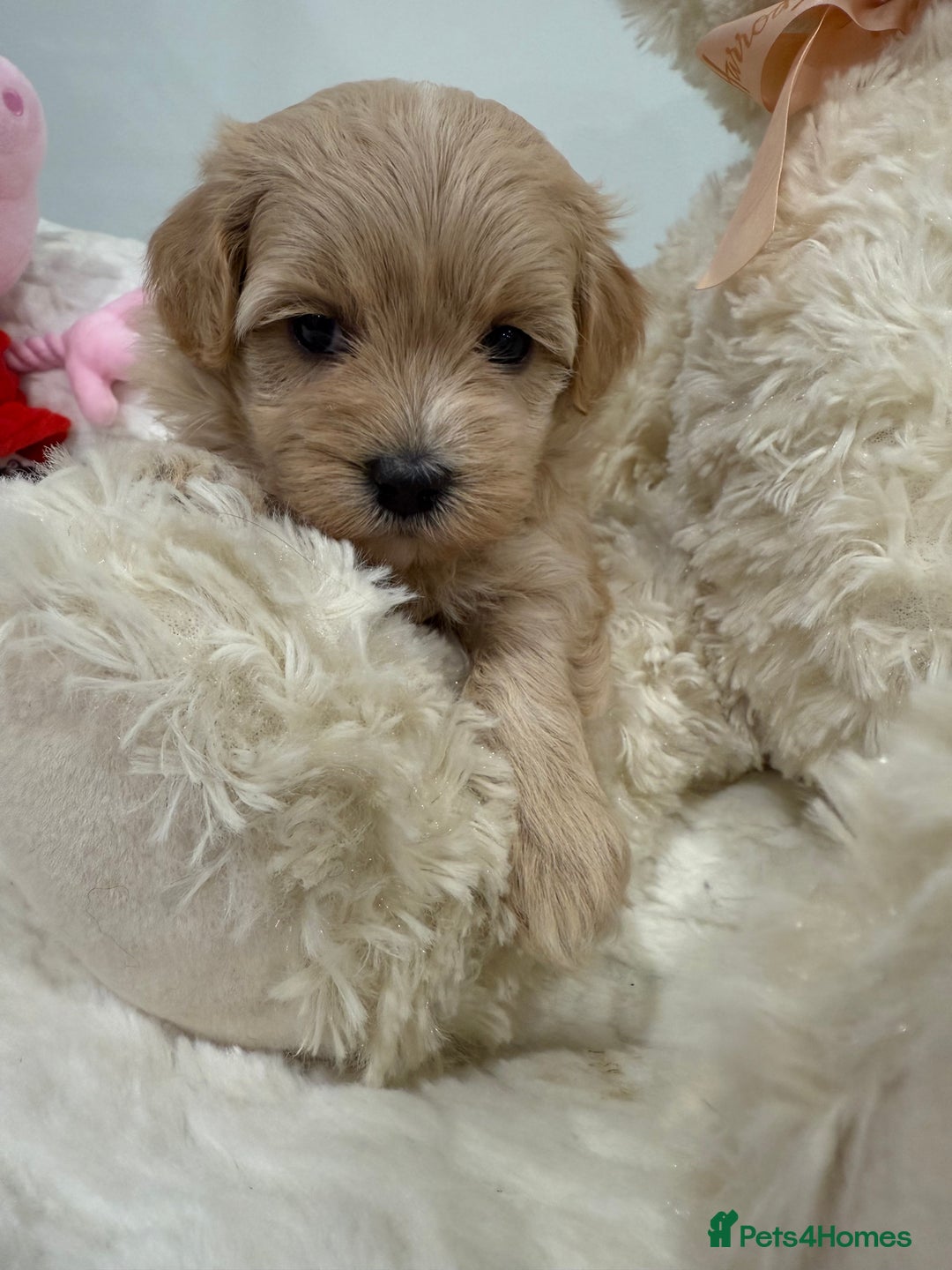 Maltipoo dogs for sale: 5 stunning fluffy girls. Fully dna clear parents.  - Advert 1