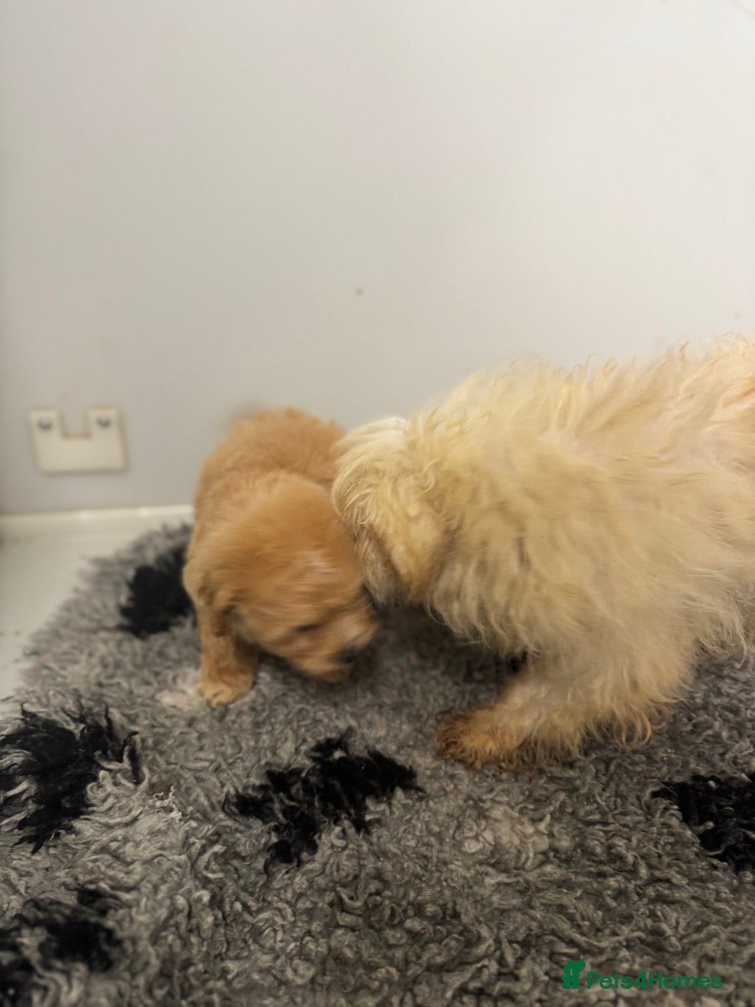 Maltipoo dogs for sale: 5⭐️ Licensed breeder. Tiny maltipoo puppies - Image 12