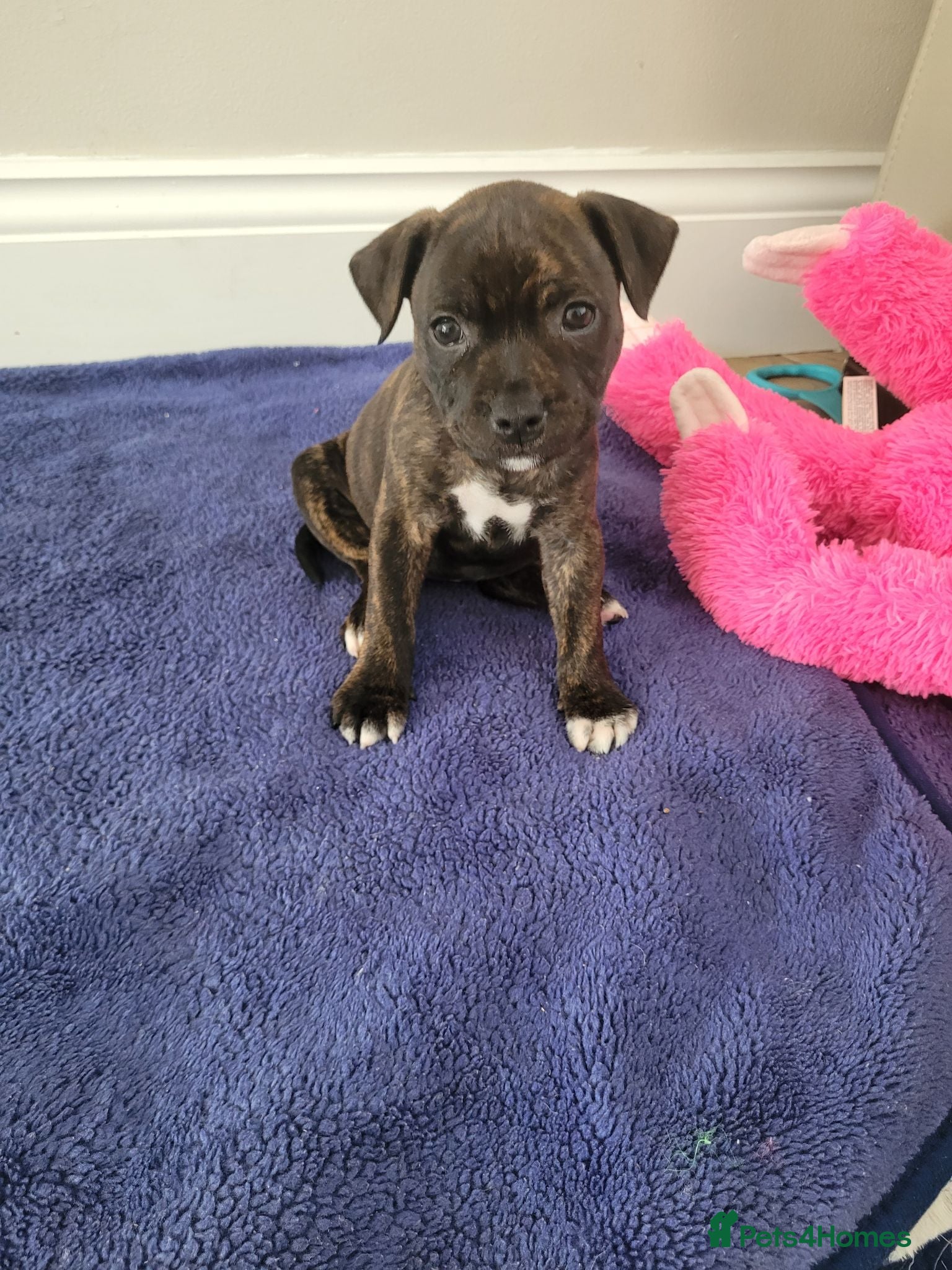 Mixed Breed dogs Beautiful staffie puppys 1 girl left  - Advert 5
