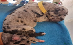 Great Dane dogs for sale: Exceptional pups, extensively health tested parent - Image 13