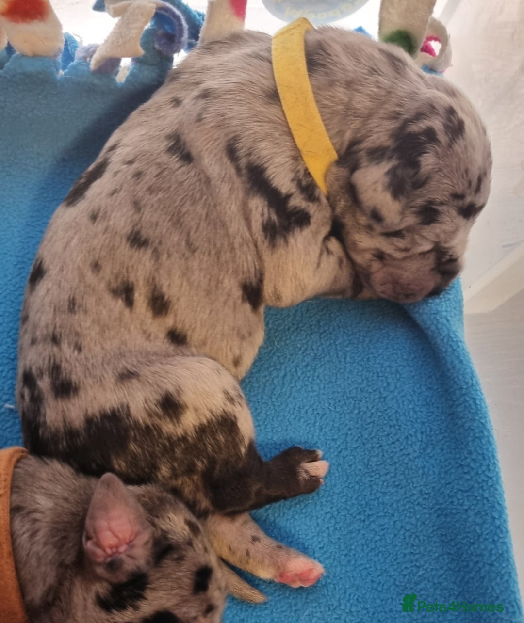 Great Dane dogs for sale: Exceptional pups, extensively health tested parent - Image 13