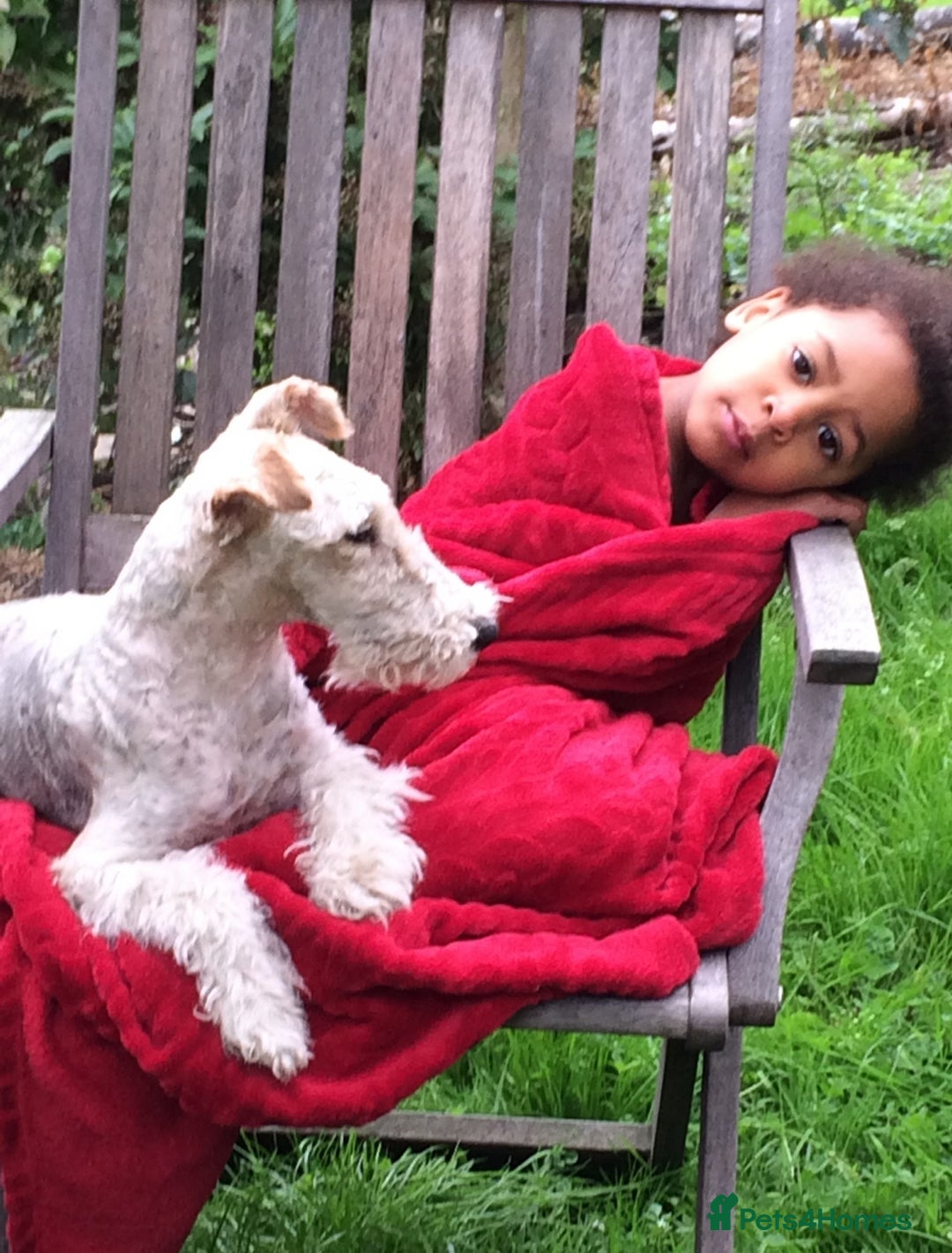 Fox Terrier dogs for sale: Wire Haired Fox Terrier Puppies - Image 8