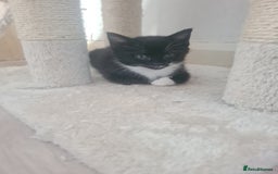 British Shorthair cats for sale: Lovely 1 black and 2 black & white kitten - Image 3