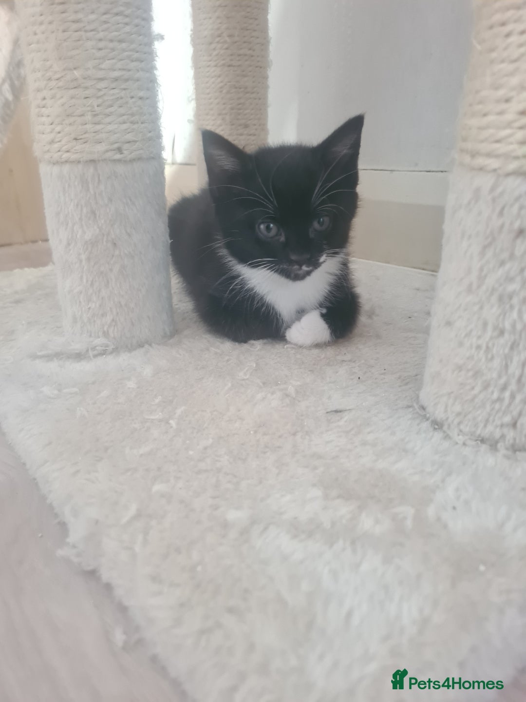 British Shorthair cats for sale: Lovely 1 black and 2 black & white kitten - Image 3