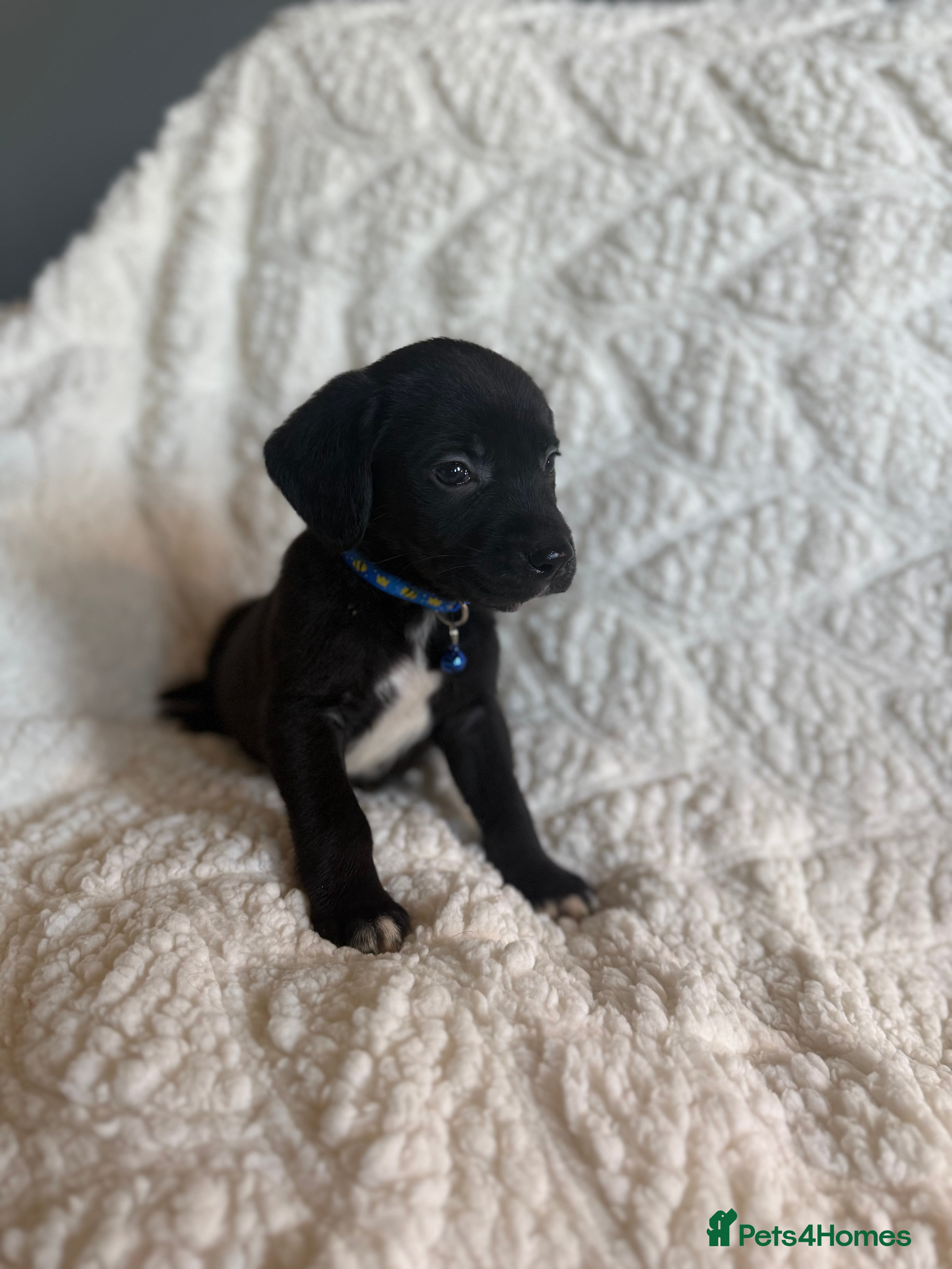 Mixed Breed dogs 9 playful beagledoor  - Advert 7