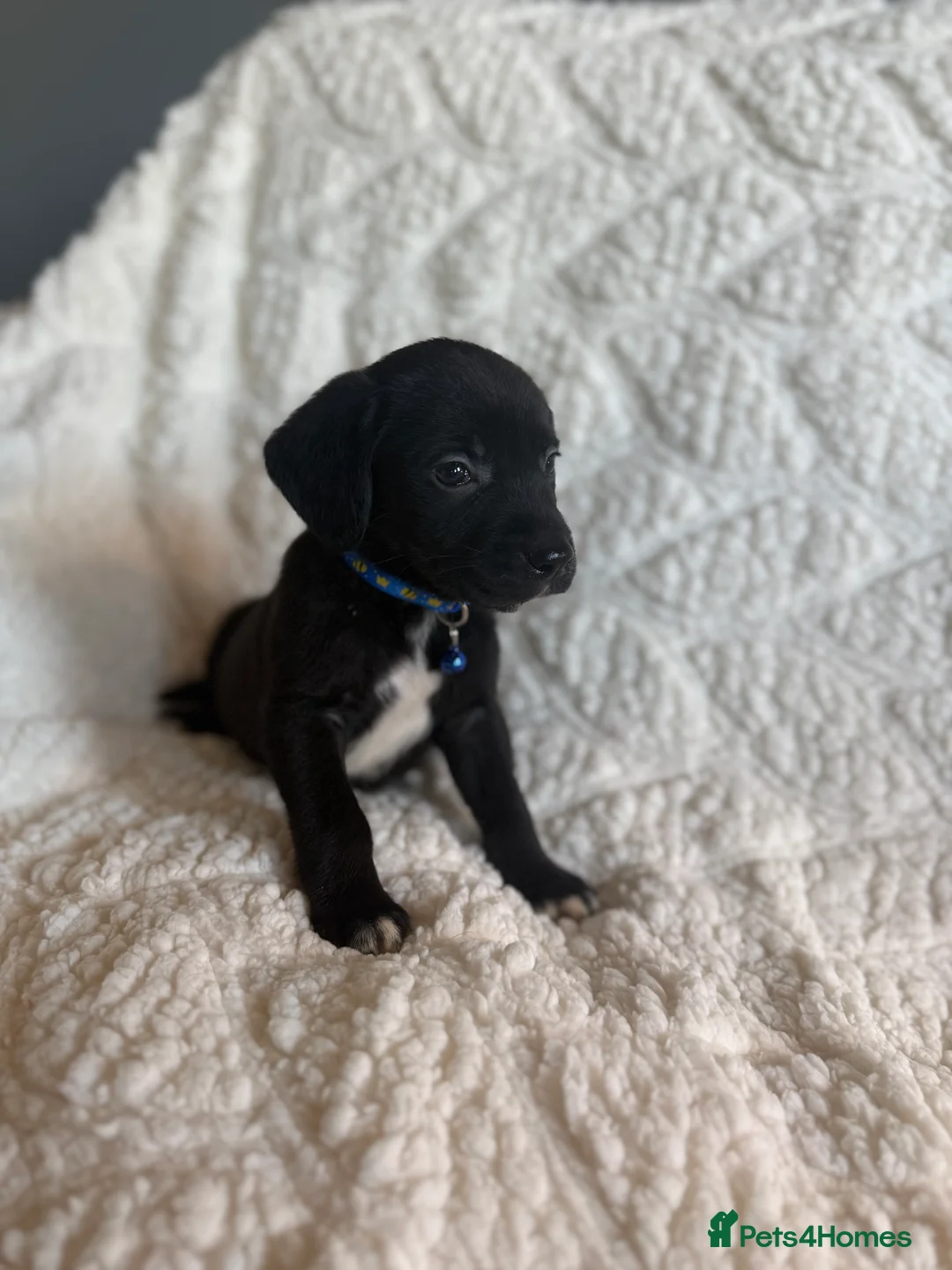 Mixed Breed dogs for sale: 9 playful beagledoor  - Advert 6