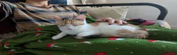 Domestic Shorthair cats for sale: 5.5 Month Old Female Kitten - Juno  in York - Advert 3