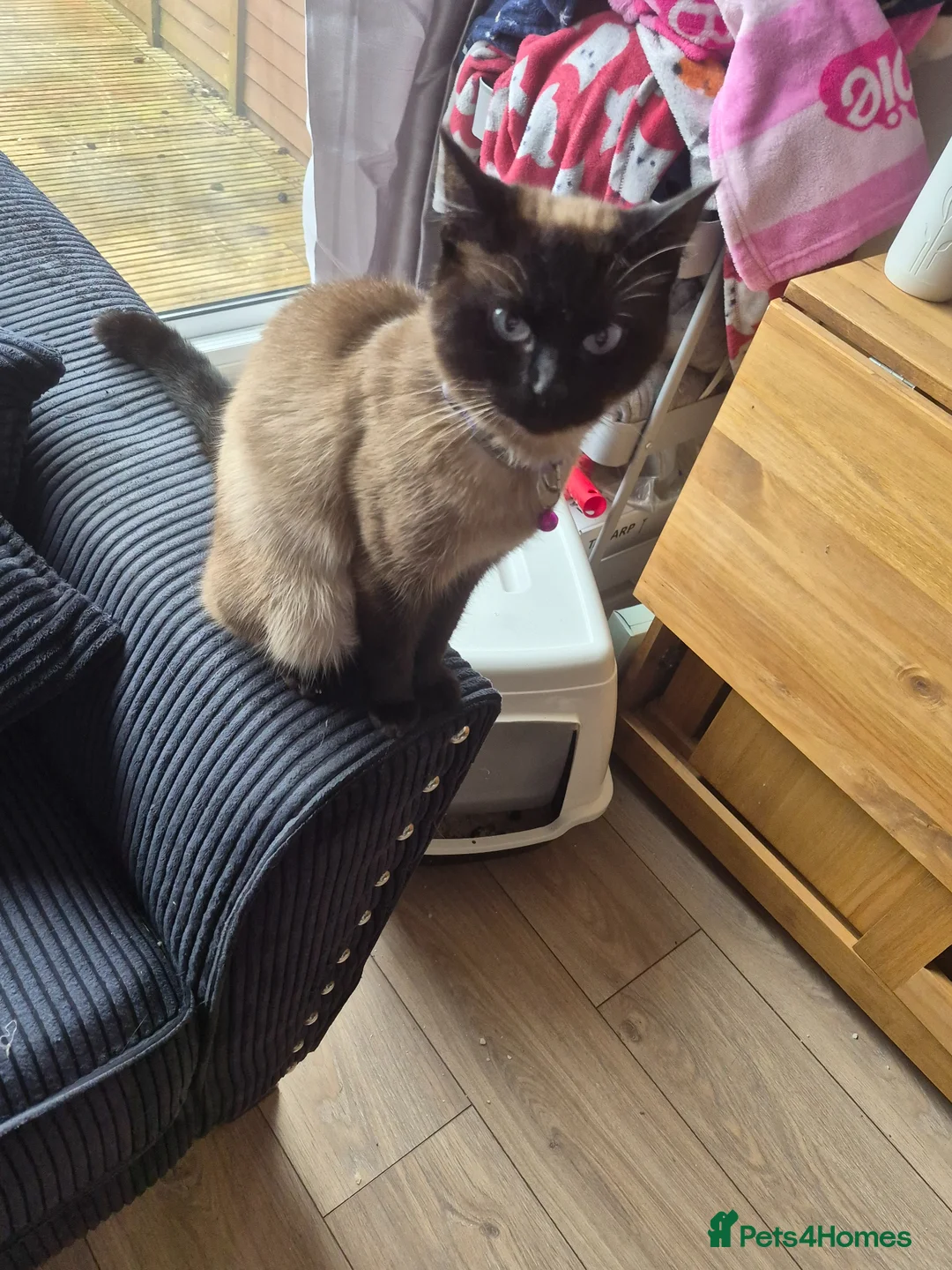 Mixed Breed cats for sale: Bella - Advert 4