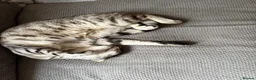 Mixed Breed cats for sale: Brother and sister for adoption  in Carlisle - Advert 5