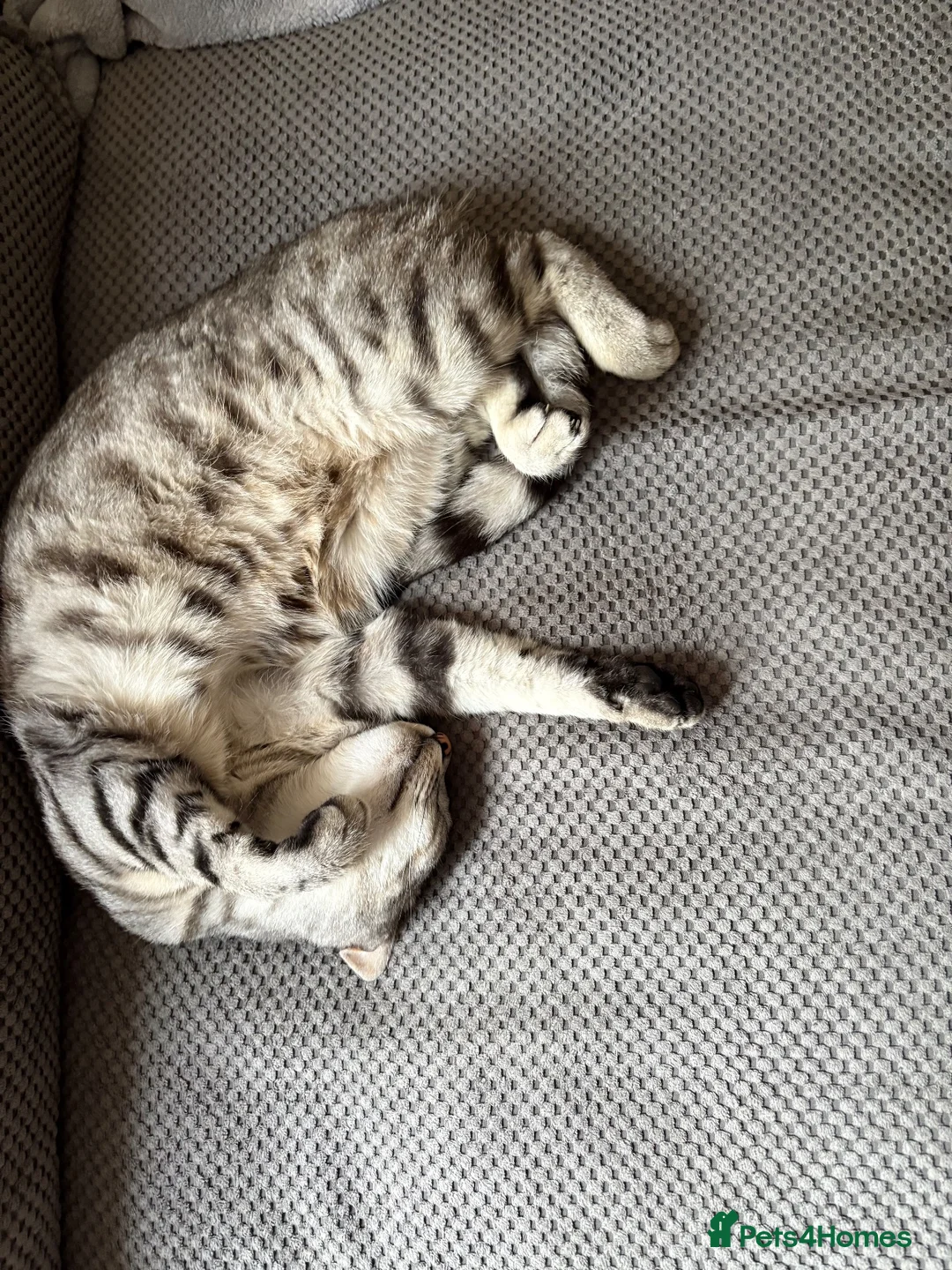Mixed Breed cats for sale: Brother and sister for adoption  in Carlisle - Advert 5