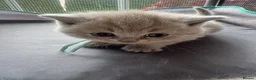 British Shorthair cats for sale: Adorable British Shorthair Kittens 🐾 - Advert 5